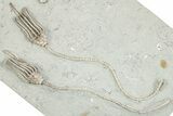 Fossil Crinoid Plate (Four Species) - Crawfordsville, Indiana #273741-2